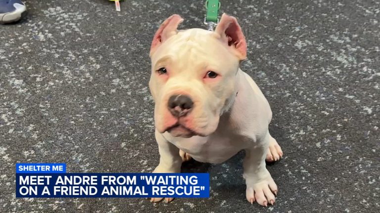 Special Needs Puppy Andre Finds A Hopeful Home At Waiting On A Friend Rescue In