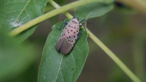 Spotted Lanternfly Confirmed In Berrien County Expanding Michigan Infestation