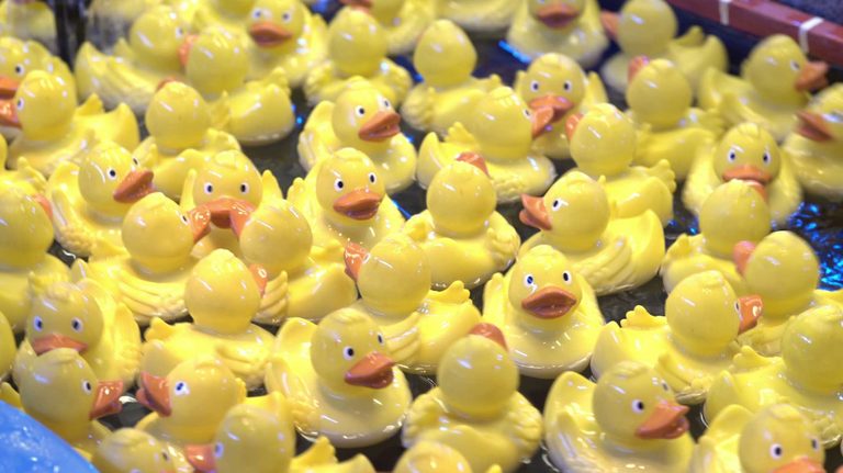 Springdale Duck Race Raises Funds For Classroom Grants Sept 12