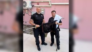 St Petersburg Kitten Survives 55 Foot Fall After Rescue By Florida Highway Patro