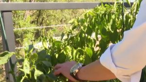Steve S Garden Prepares Fresh Fruit Salsa For Colorado Springs Residents