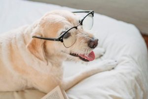 Study Finds Dogs Show Human Like Brain Activity When Exercising Self Control
