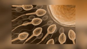 Study Finds Microgravity Hinders Human And Animal Sperm And Early Embryo Develop