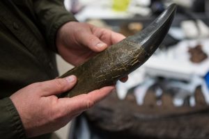 Study Finds T Rex Body Temperature Around 97 F Similar To Humans