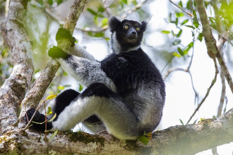Study Reveals Indri Lemurs Use Mouth Shape Tricks To Boost Song Range