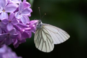 Study Shows Butterfly Wing Patterns Create Motion Illusions To Fool Predators