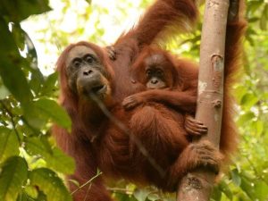 Study Shows Mother Orangutans Teach Young Crucial Survival Skills