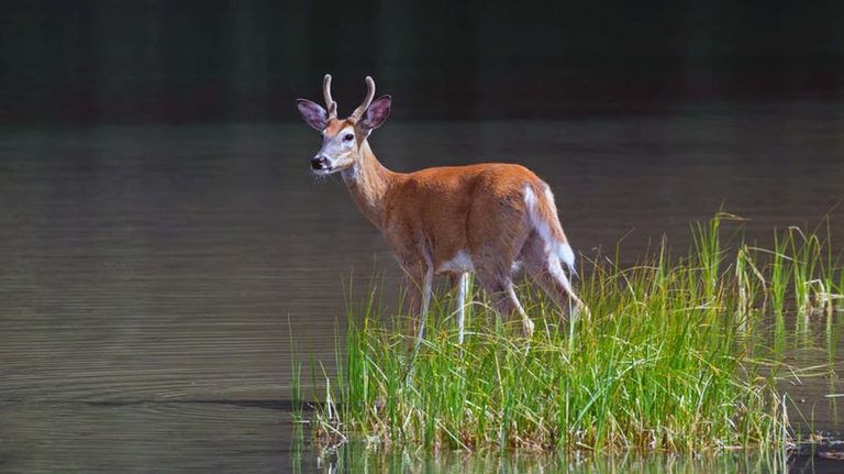 Teen Angler Wins Bassmaster Elite Qualifier By Tracking Deer On Norfork Lake