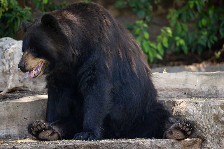 Teen Survives Bear Attack Inside Durango Bedroom After Window Breach