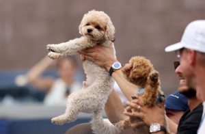 Tennis Stars Turn To Dogs For Comfort On The Tour