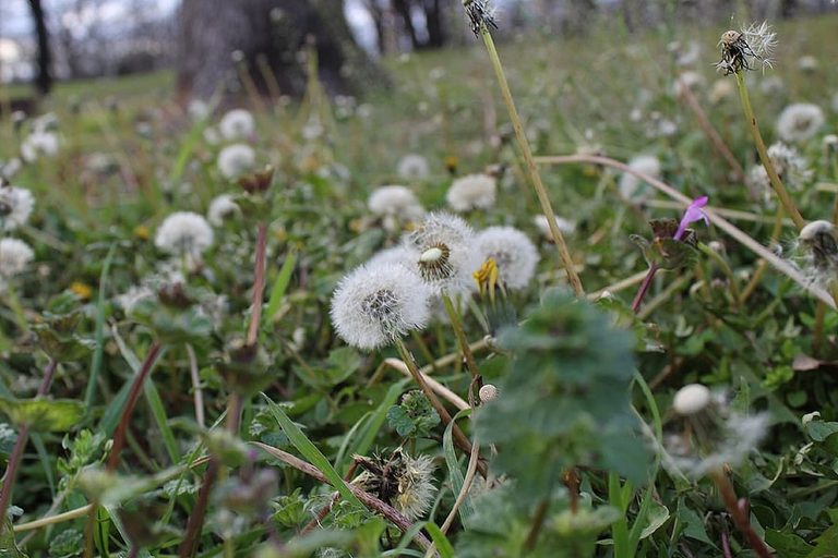Texas Homeowners September Weed Control Tips To Reduce Allergies And Keep Lawns