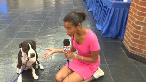 Therapy Dog Simone Helps Memphis Middle Schoolers Find Belonging And Calm