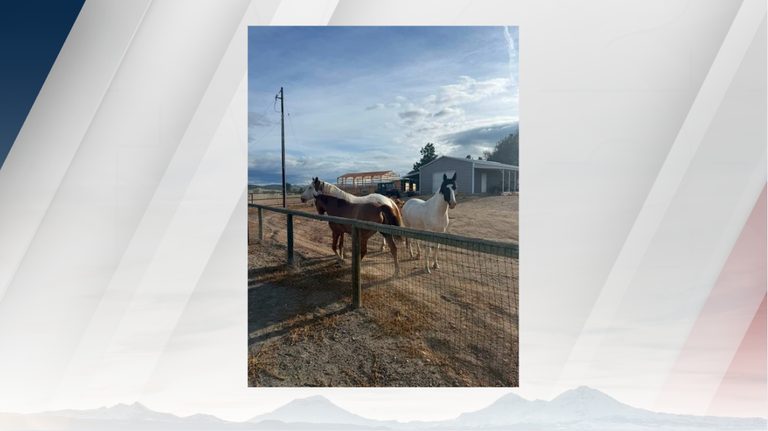Three Horses Corralled Near Prineville Sheriff S Office Seeks Owner