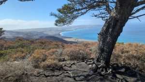 Torrey Pine Grove On Santa Rosa Island Faces Major Loss After Record Wildfire