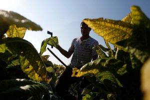 Trump Administration Pushes H 2A Visa Expansion As Nc Farmworkers Face Dangerous