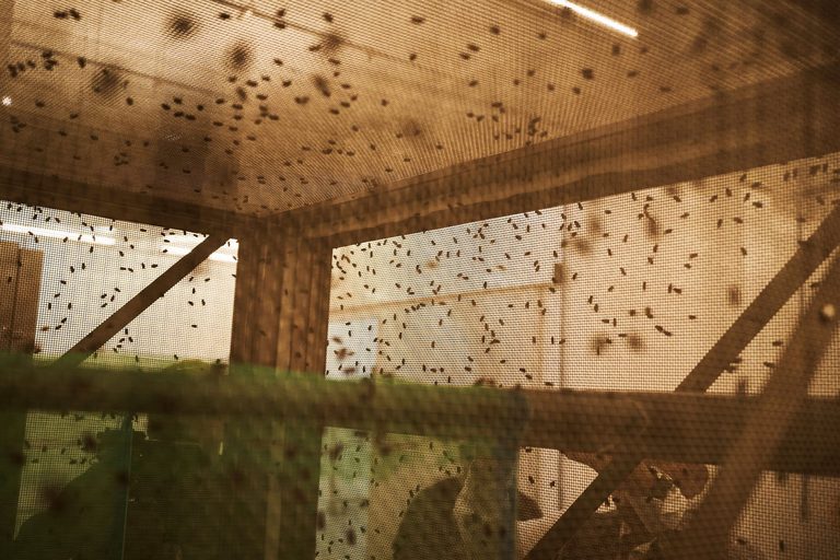 Trump Administration Ramps Up Sterile Fly Program To Protect Texas Cattle Herds
