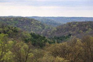 Trump Backed Lease Sale Brings 11 Million To Ohio S Wayne National Forest