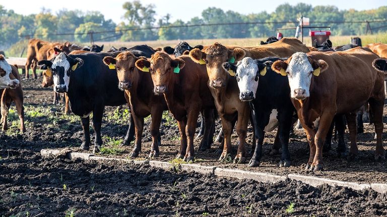 Trump Signs Orders To Cut Red Tape For Ranchers And Boost U S Beef