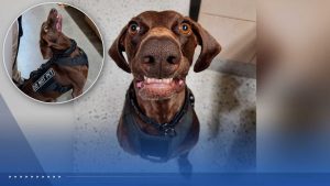 Tsa Names Dallas Fort Worth Airport S Bolt The Cutest Canine Of The Year