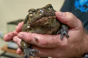 Tucson Scientists Examine Health Of Sonoran Desert Toads To Gauge Ecosystem Well