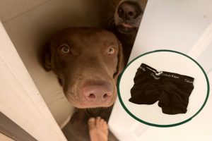 Twin Falls Resident Shares Humorous Tale Of Dog Locking Him Out In Boxers
