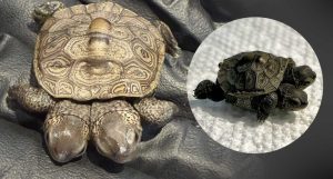 Two Headed Diamondback Terrapin Hatchling Receives Care At Cape Wildlife Center