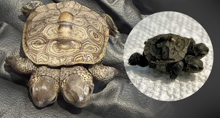 Two Headed Diamondback Terrapin Hatchling Receives Care At Cape Wildlife Center