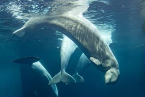Two More Beluga Whales Die At Chicago S Shedd Aquarium Amid Rescue Effort