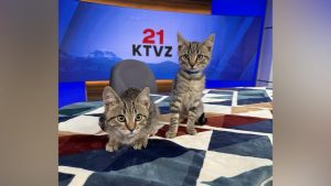 Two Rescue Kittens Await Forever Homes At Bend Humane Society