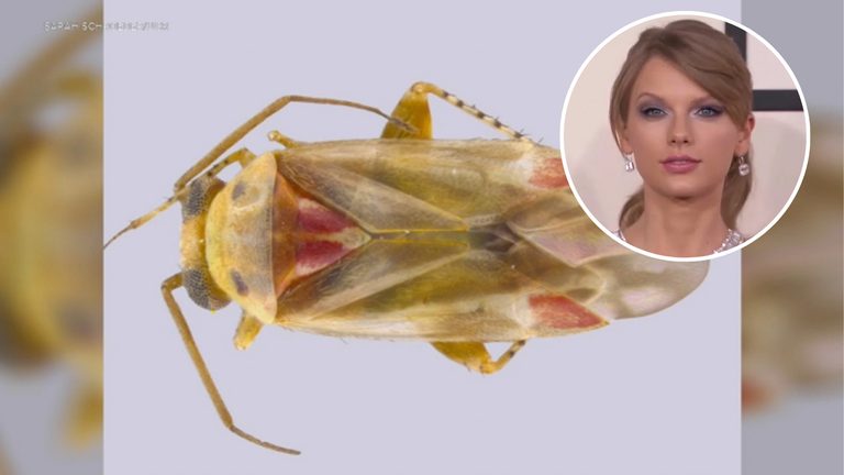 Uc Riverside Researcher Names New Insect Genus Swiftiephylus After Pop Star Tayl