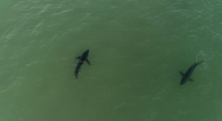 Ucsb Uses Ai Drones To Monitor Rising Great White Shark Numbers Off Santa Barbar