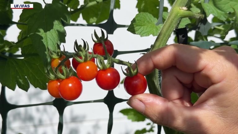 Uf Study Shows Florida Backyard Gardeners Will Pay Twice As Much For Local Produ