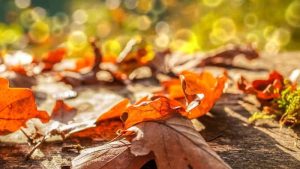 Understanding Astronomical Vs Meteorological Fall Why The Dates Matter