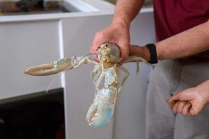 University Of New England Studies Rare White Lobster Casper To Unlock Coloration
