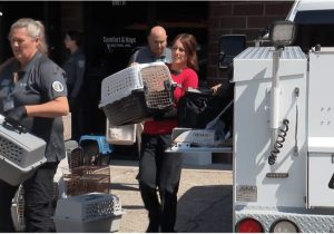 Upland Animal Control Investigates Rescue Housing 300 500 Cats After Welfare Com