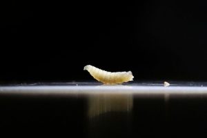 Usda Readies New Mexico Livestock Port As Screwworm Case Found In Grant County H
