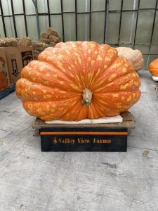 Valley View Farms Unveils 1 822 Pound Pumpkin Action Jackson For Halloween