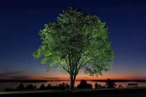 Vermont Scientists Inoculate Elms To Revive Iconic Trees