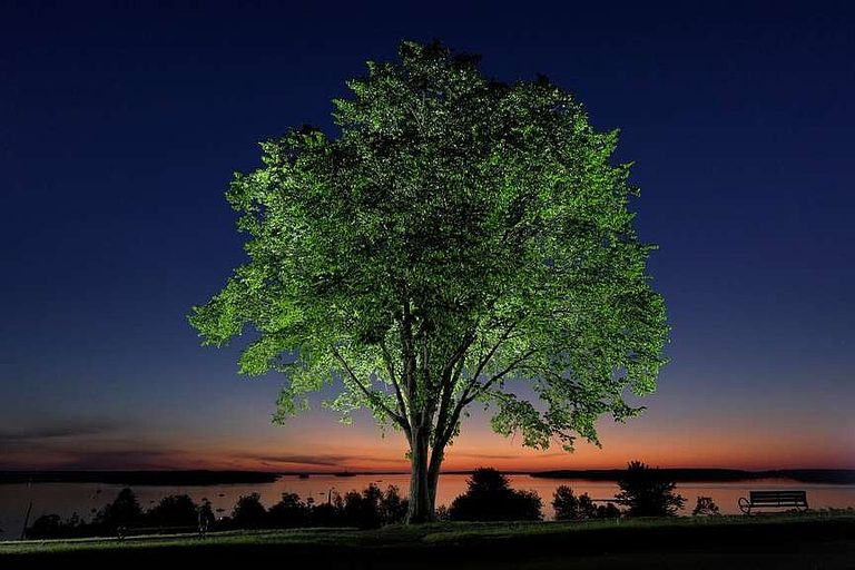 Vermont Scientists Inoculate Elms To Revive Iconic Trees