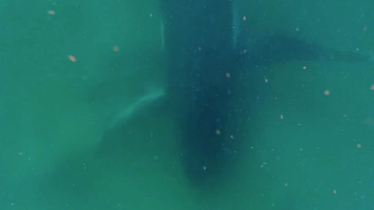 Video Shows Queensland Humpback Whale Staying With Stillborn Calf For Days