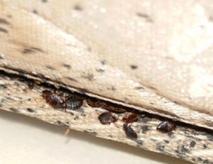 Virginia Study Shows Bedbug Resurgence Stems From Local Resistance Not Overseas