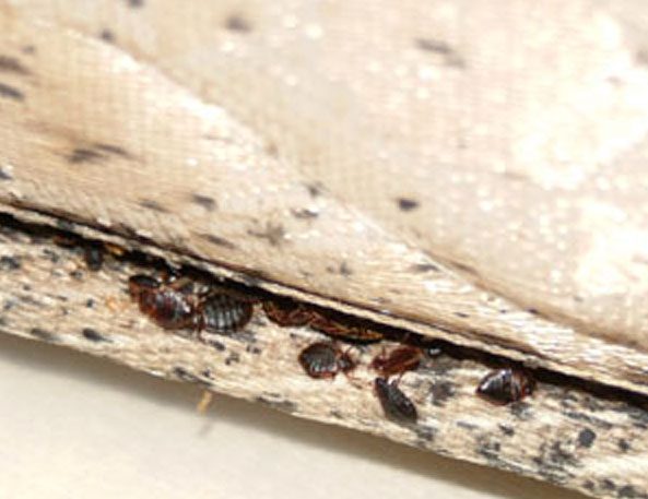 Virginia Study Shows Bedbug Resurgence Stems From Local Resistance Not Overseas