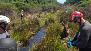 Volusia And Flagler County Rescue Teams Free Two Horses From Mud In Dexter Mary