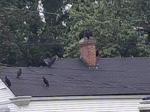 Vultures Gather On North 27Th Street In Louisville S Portland Neighborhood