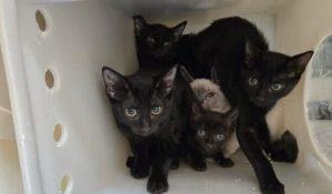 Washoe County Animal Services Rescues 80 Cats From Hoarding Apartment In Reno