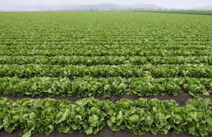 Washtenaw County Health Workers Battle Massive Lettuce Linked Cyclosporiasis Out