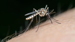 West Nile Virus Detected In 34 Indiana Counties Precautions For Hoosiers