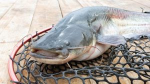 West Virginia Family Reels In 72 75 Lb Blue Catfish Setting New State Record On
