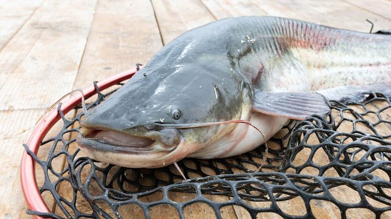 West Virginia Family Reels In 72 75 Lb Blue Catfish Setting New State Record On