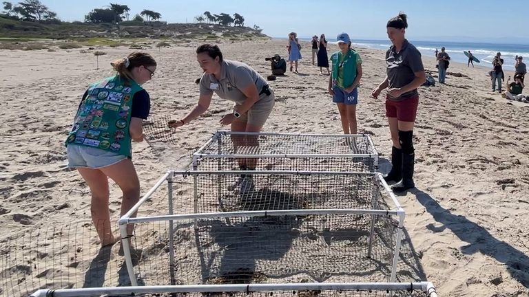 Western Snowy Plover Chicks Released At Ucsb S Coal Oil Point Reserve